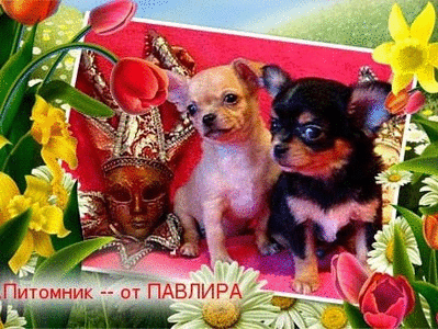 Собака Чихуахуа - Щенки